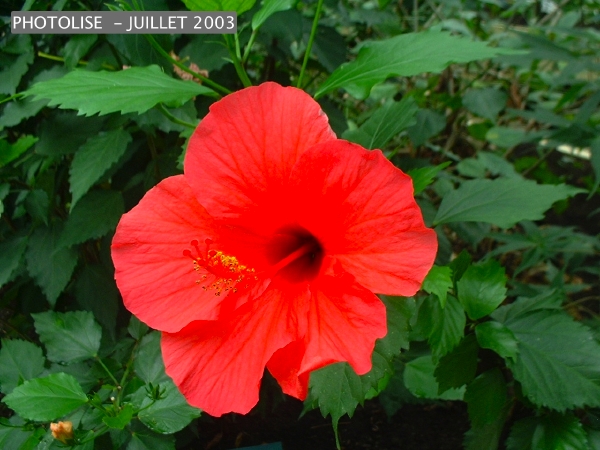 DSCF0235.jpg