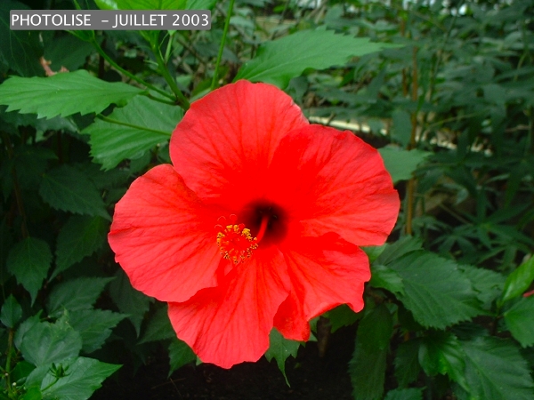 DSCF0236.jpg