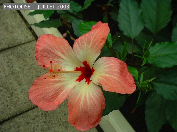 DSCF0239.jpg