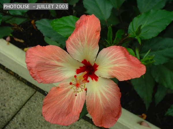 DSCF0240.jpg