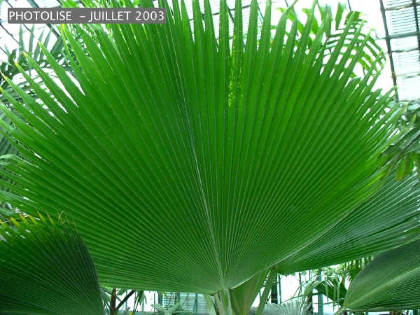 DSCF0246.jpg
