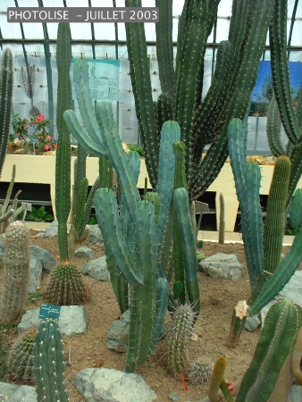 DSCF0247.jpg