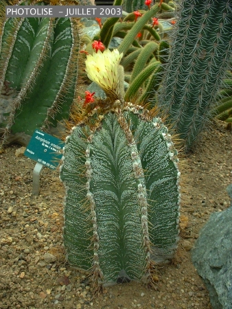 DSCF0249.jpg