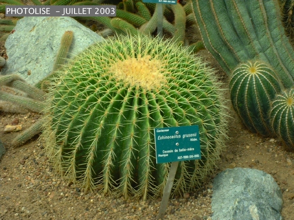 DSCF0250.jpg