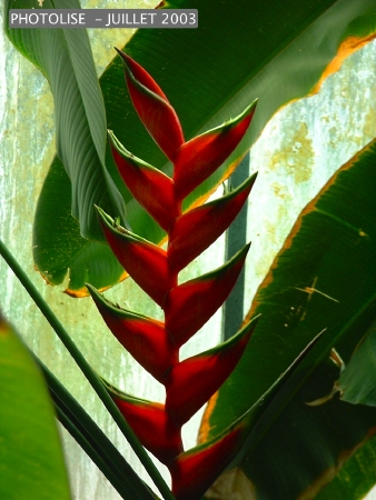 DSCF0258.jpg
