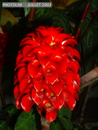 DSCF0264.jpg