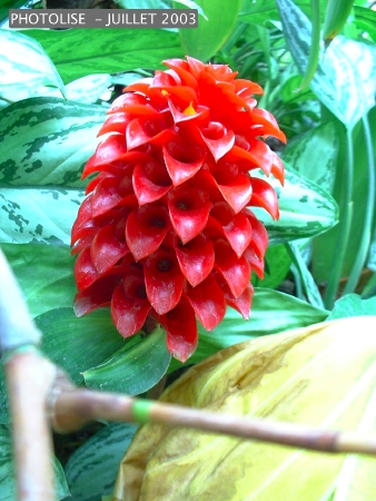 DSCF0266.jpg
