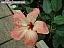 DSCF0239.jpg