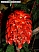 DSCF0264.jpg
