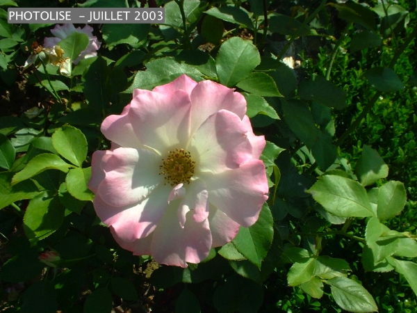DSCF0275.jpg