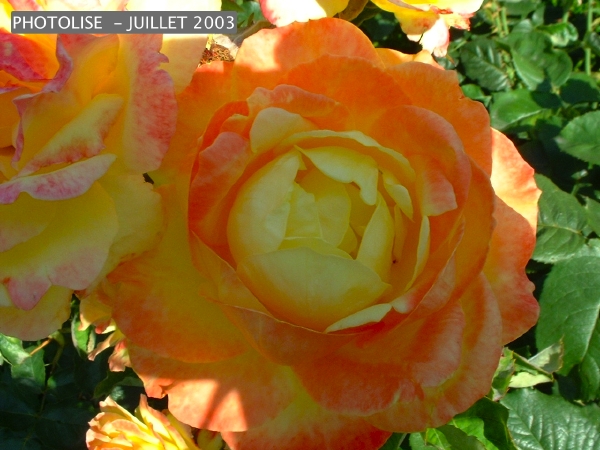 DSCF0278.jpg
