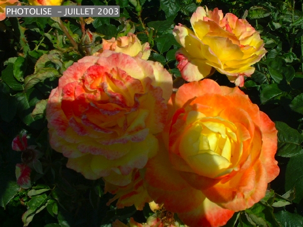 DSCF0279.jpg