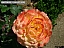 DSCF0277.jpg