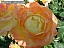 DSCF0278.jpg