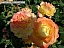 DSCF0279.jpg