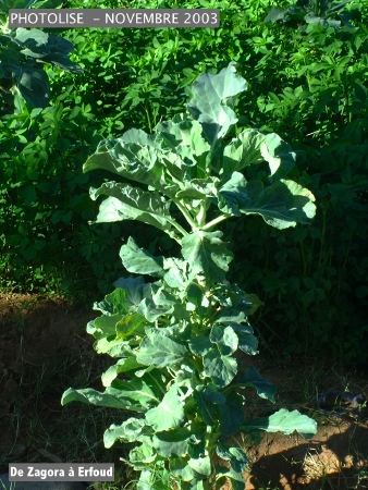 DSCF0513.jpg