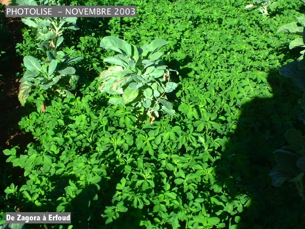 DSCF0514.jpg