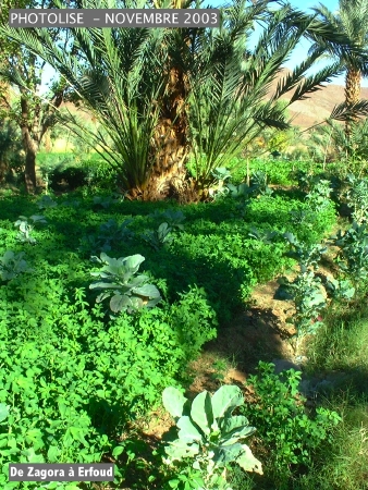 DSCF0516.jpg