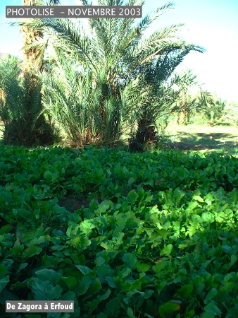 DSCF0519.jpg