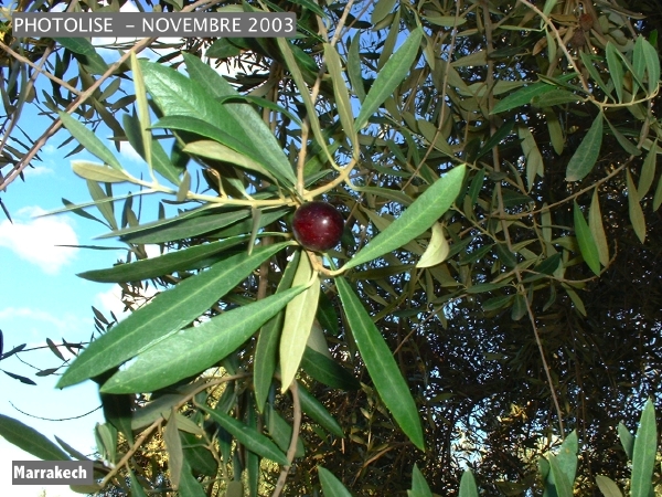 DSCF0855.jpg