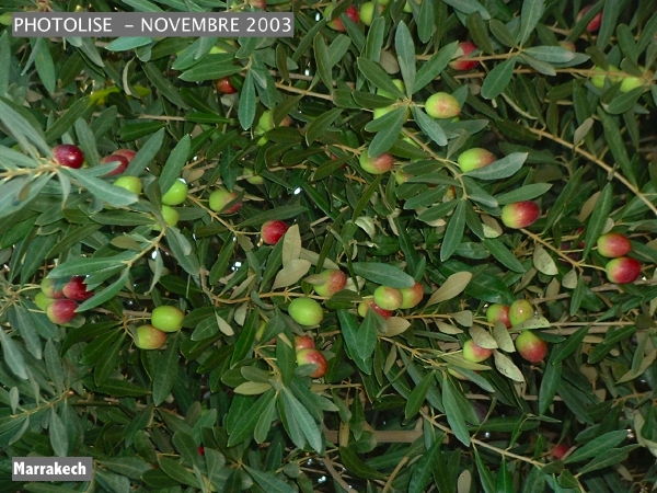 DSCF0858.jpg