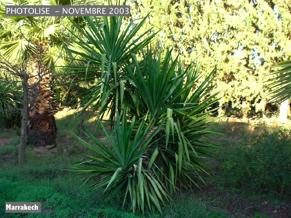 DSCF0860.jpg
