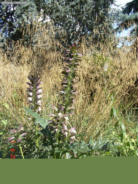 DSC00054