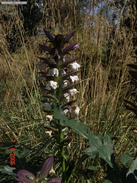 DSC00055