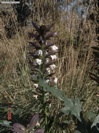 DSC00055