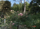 DSC00081