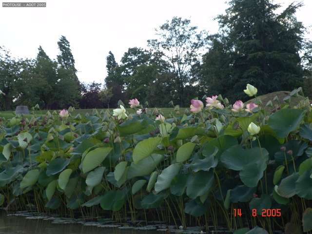 DSC00111