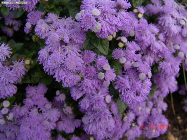 DSC00101