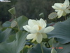 DSC00110