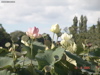 DSC00113