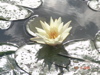 DSC00118