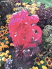 DSC00097