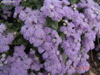 DSC00101