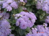 DSC00102