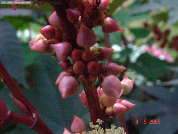 DSC00442.jpg