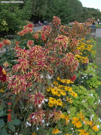 DSC00445.jpg