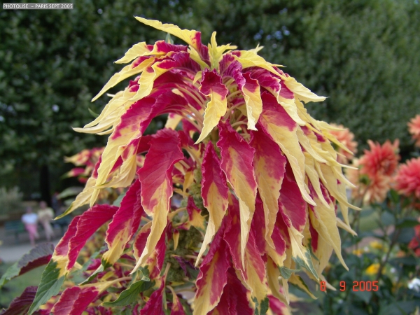 DSC00450.jpg