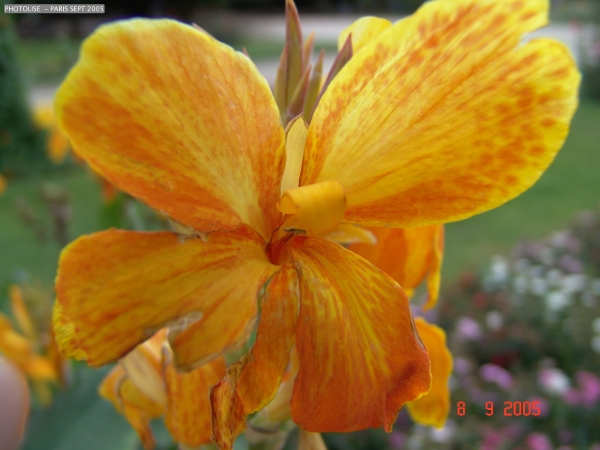DSC00452.jpg