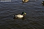 PICT0712.jpg