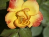 IF