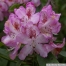 pict1125.jpg