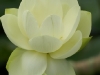 IF