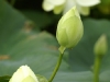 IF