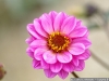 IF