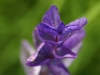 IF