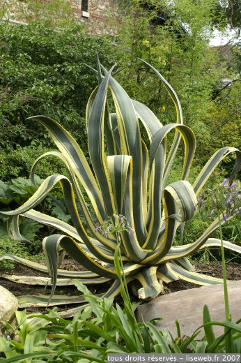 IF